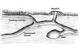Mole tunnels
